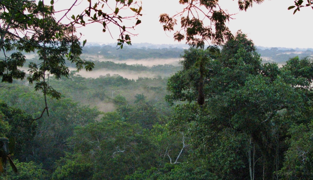 Amazon Rainforest Canopy View