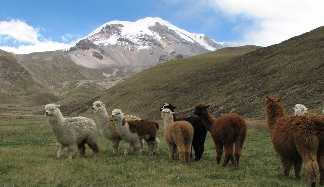 Pack of white, black and brown alpacas in front of Chimborazo Volcano in Ecuador's Avenue of the Volcanoes